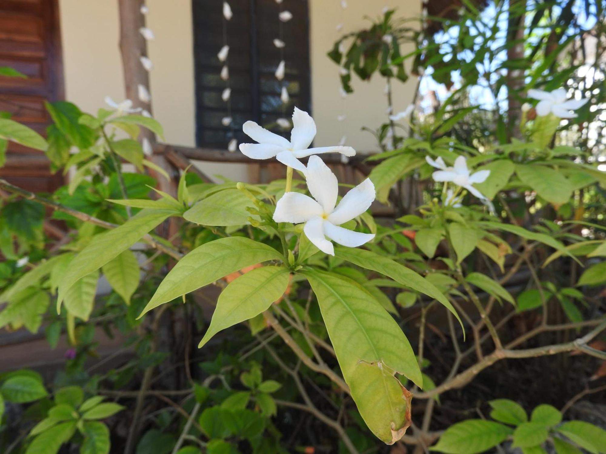Stonefish Inn Jambiani จัมเบียนี ภายนอก รูปภาพ