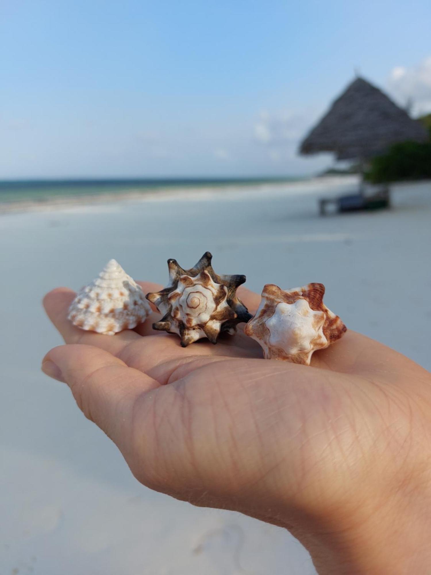 Stonefish Inn Jambiani จัมเบียนี ภายนอก รูปภาพ