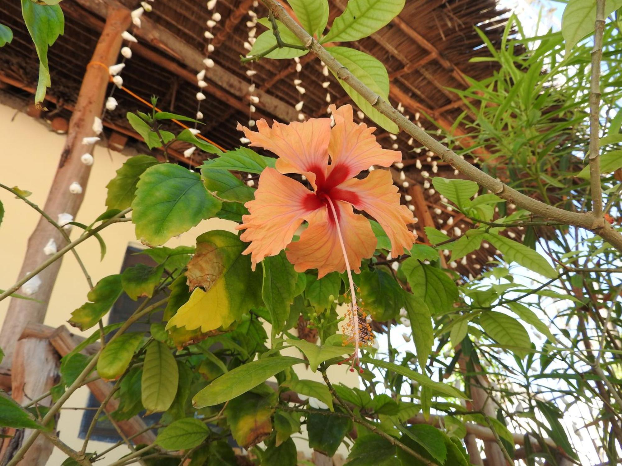 Stonefish Inn Jambiani จัมเบียนี ภายนอก รูปภาพ
